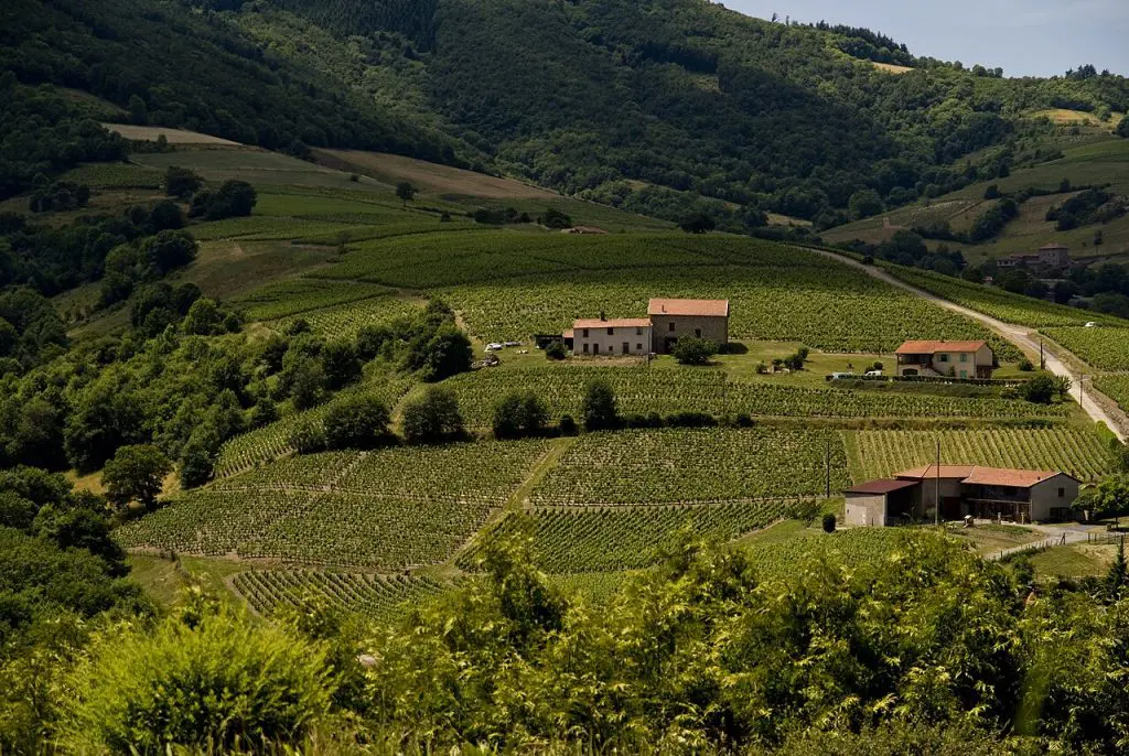 beaujolais vin